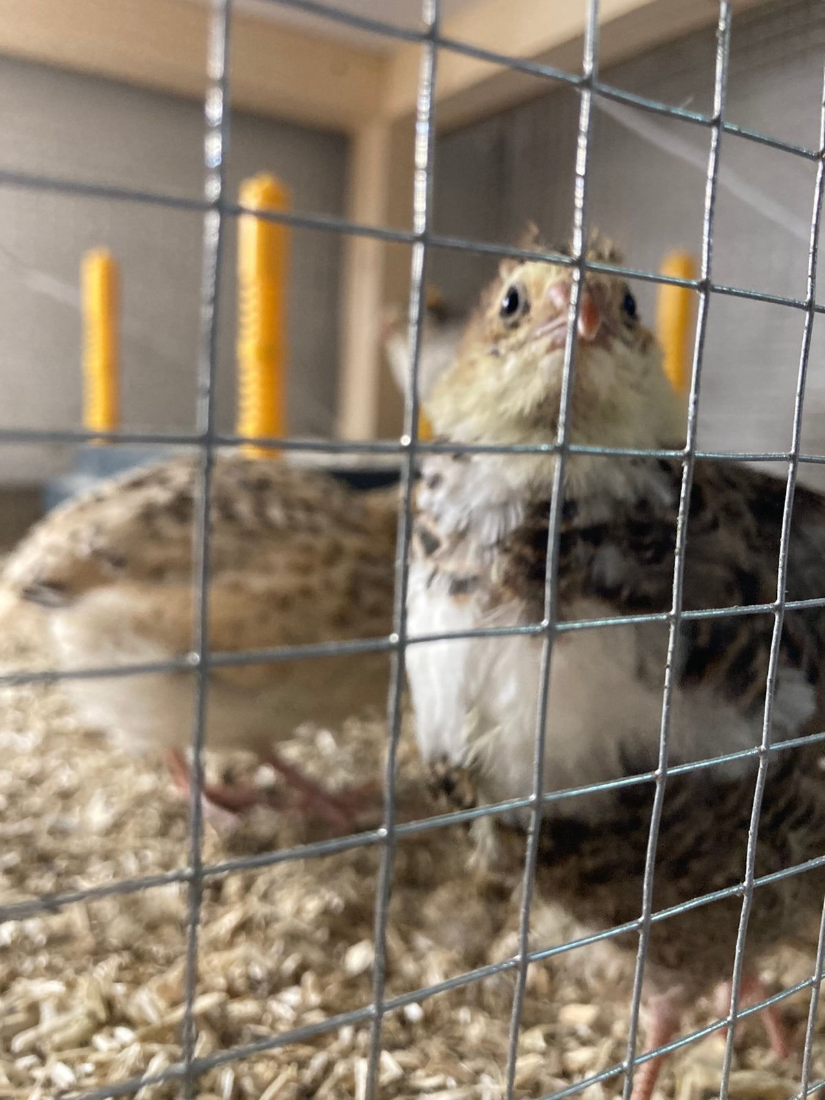 Kwartel kuikens, Geslacht onbekend, Overige soorten