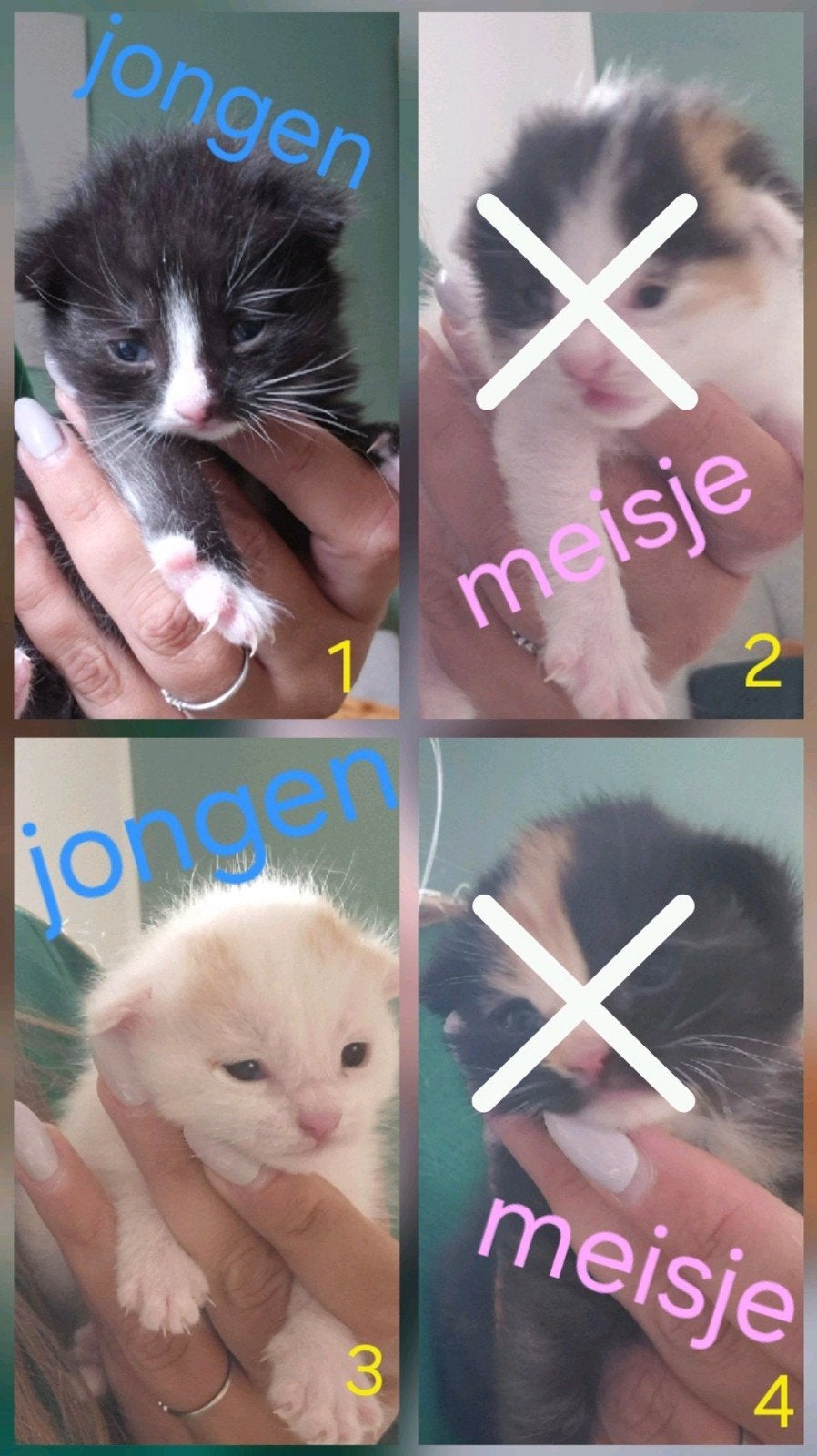 4 kittens (2 verkocht), Dieren en Toebehoren, Katten en Kittens | Overige Katten, Meerdere dieren
