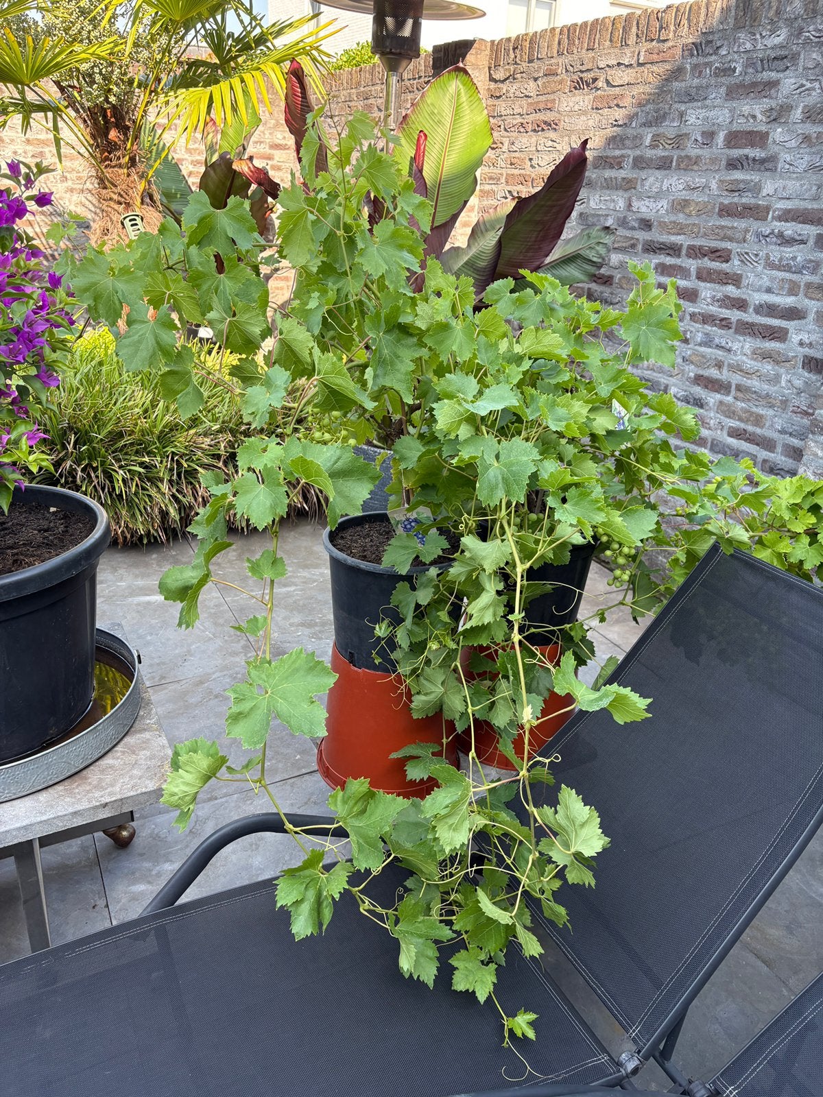 2 schitterende blauwe druivenranken in pot aangeboden!!, Tuin en Terras, Planten | Fruitbomen, Ophalen, Minder dan 100 cm, Lente