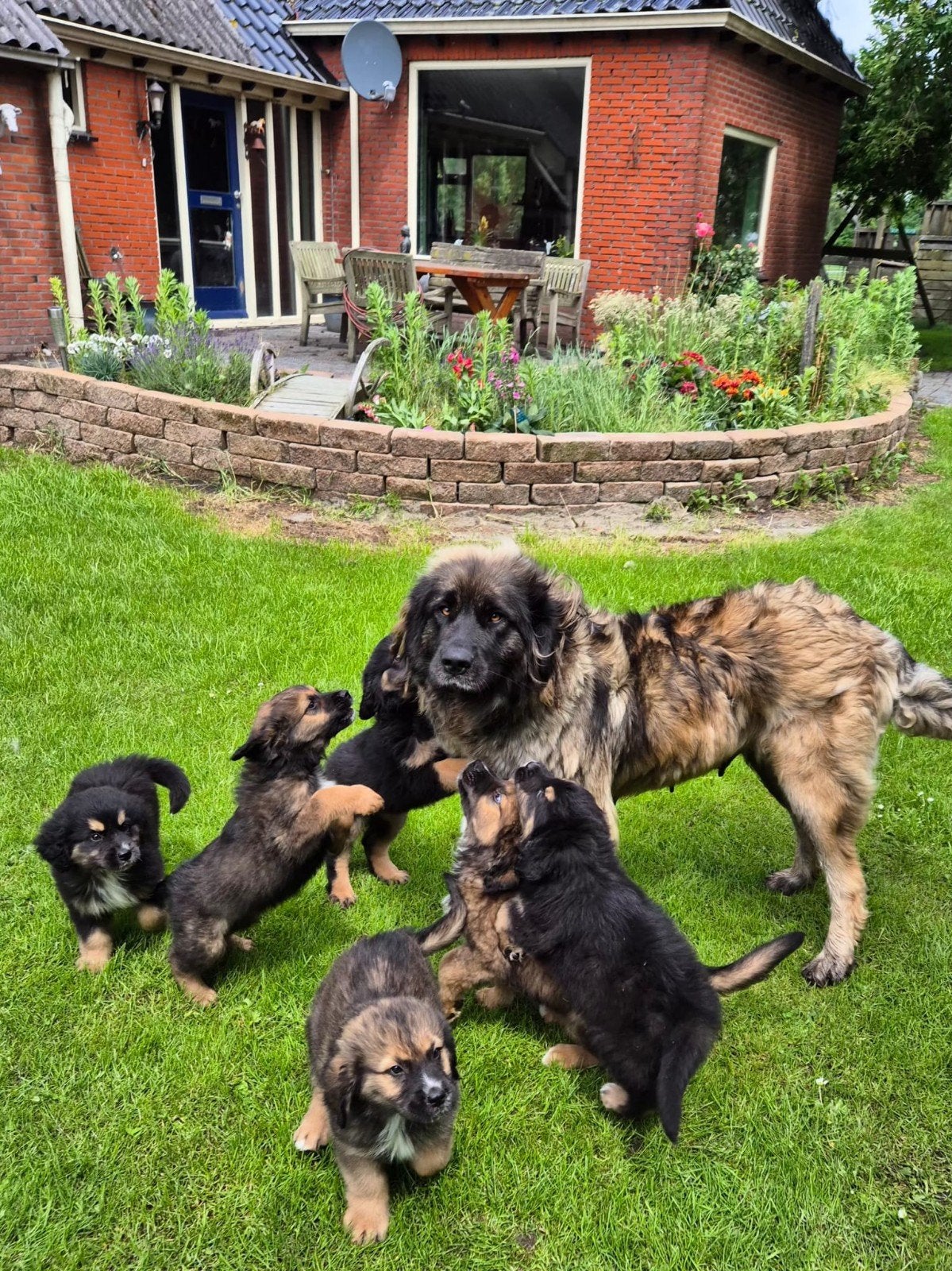 Leonberger x Berner Sennen pups, Nederland, HCC (leverziekte), Meerdere, Meerdere dieren