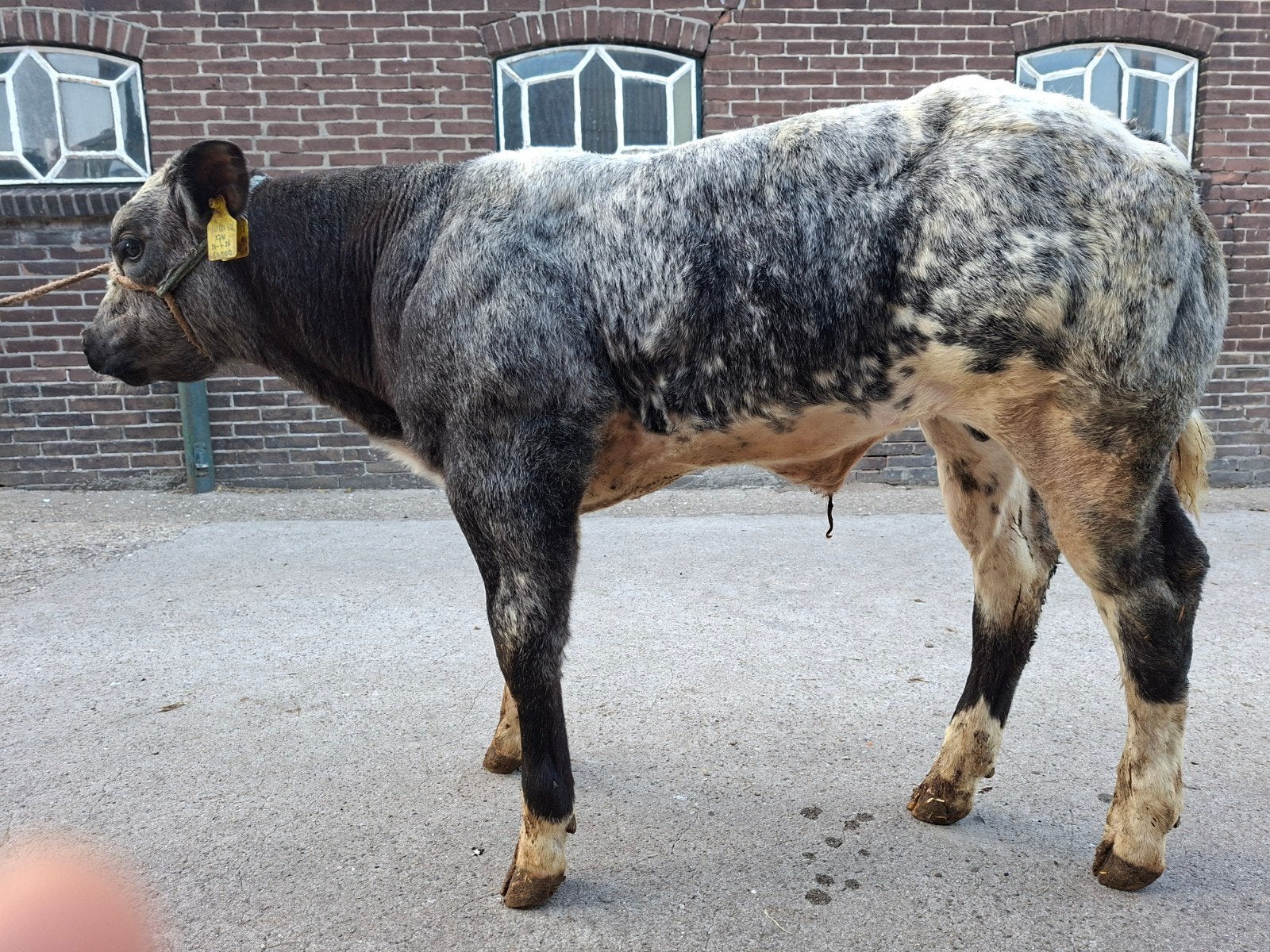 Zuivere Belgische blauwe, Dieren en Toebehoren, Meerdere dieren