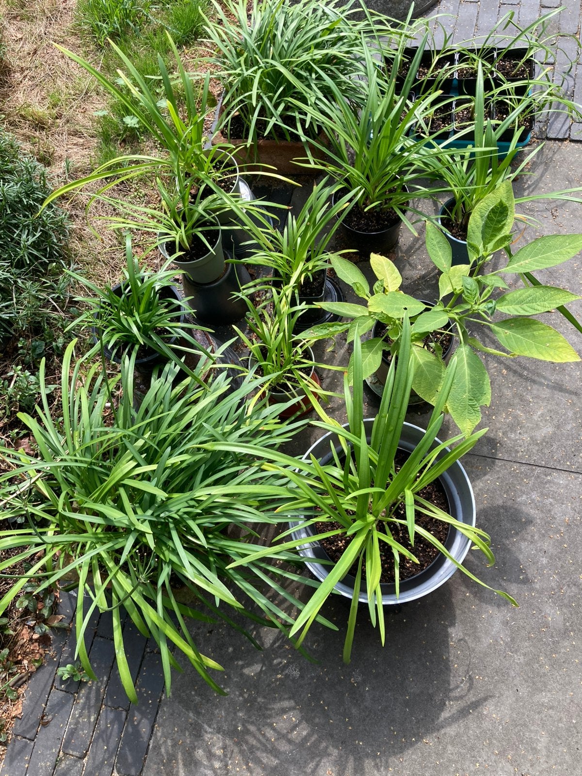Agapanthus, Vaste plant, Halfschaduw, Zomer, Ophalen