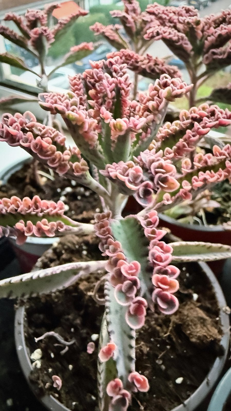 Kalanchoe Pink Butterfly, Huis en Inrichting, Kamerplanten, Ophalen of Verzenden, Halfschaduw, Minder dan 100 cm