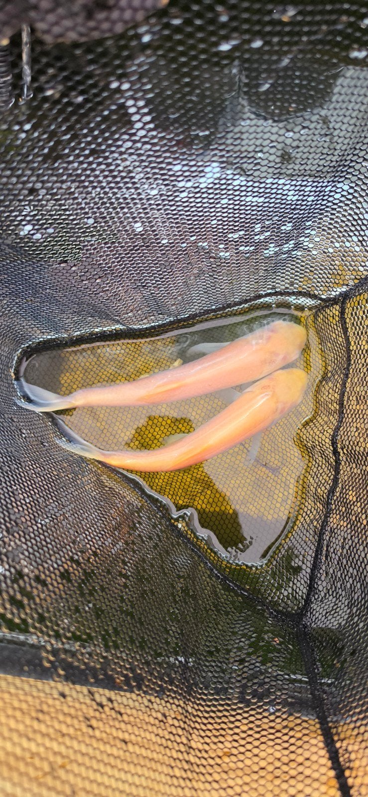 2 Albino graskarpers, Dieren en Toebehoren, Karper of Koi