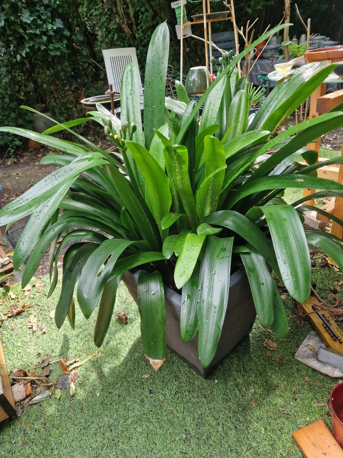 Grote Clivia in pot - Prachtige kamerplant, Vaste plant, Halfschaduw, Lente, Ophalen