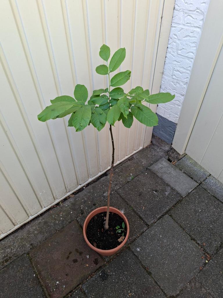 Walnoot boompje, Tuin en Terras, Planten | Fruitbomen, Ophalen, Minder dan 100 cm, Overige soorten, In pot