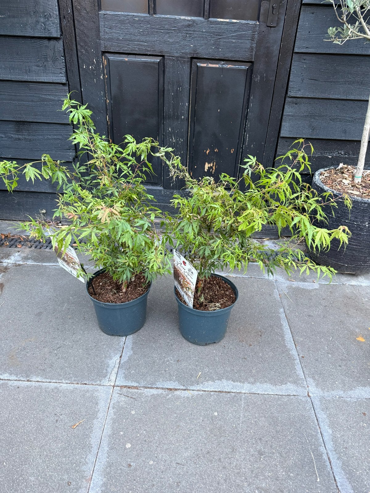 Acer palmatum 'Jerre Schwartz' - Japanse esdoorn, Overige soorten, Vaste plant, Ophalen of Verzenden, Bloeit niet
