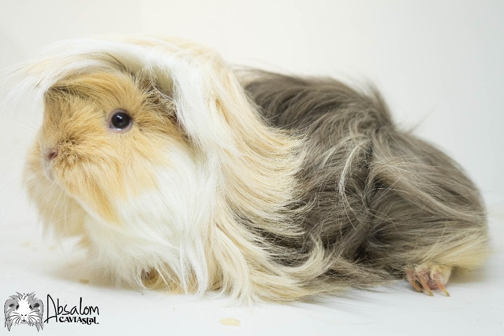 Choco otter creme witte peruvian cavia zeugje, Dieren en Toebehoren, Knaagdieren, Cavia, December, Vrouwelijk, Tam