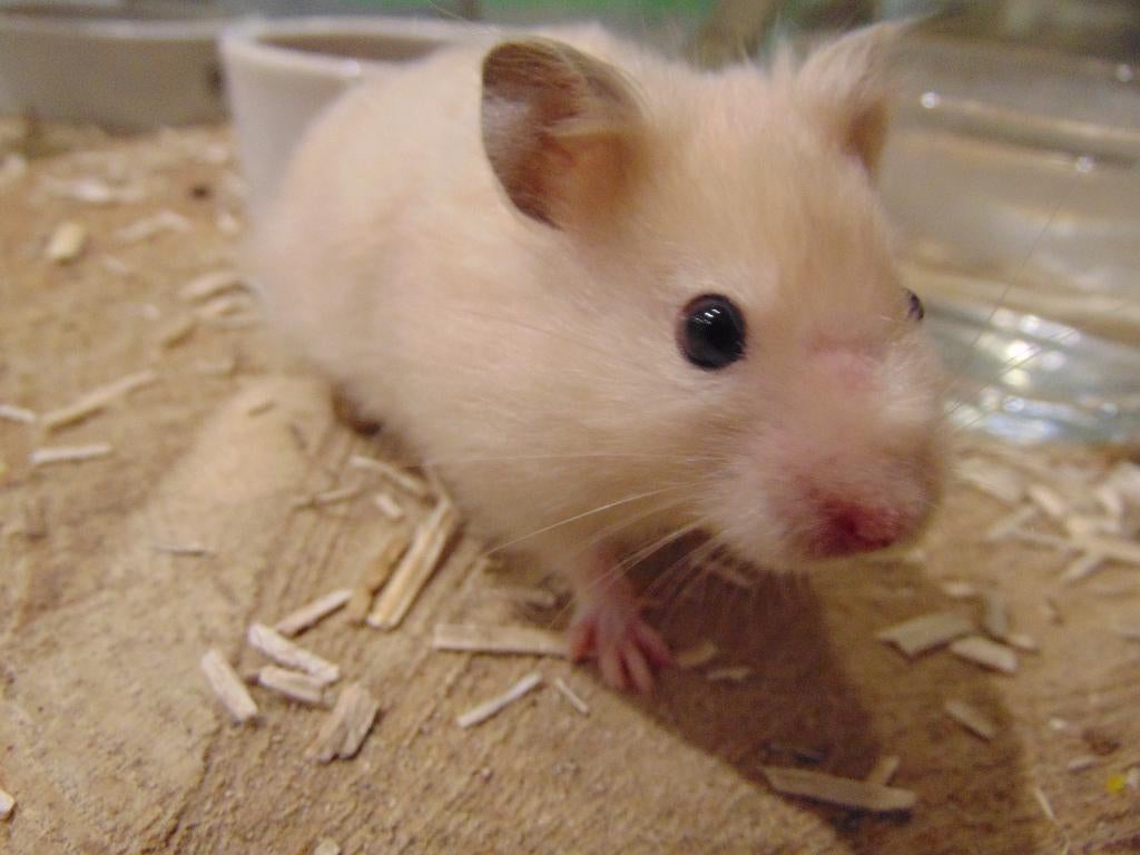 Syrische goudhamsters., Dieren en Toebehoren, Knaagdieren, Hamster, April, Meerdere dieren, Tam