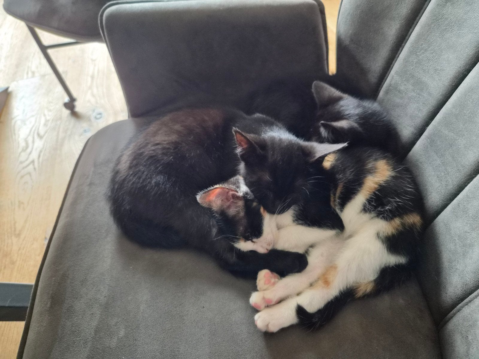 2 mooie poesjes, Poes, Ontwormd, 0 tot 2 jaar
