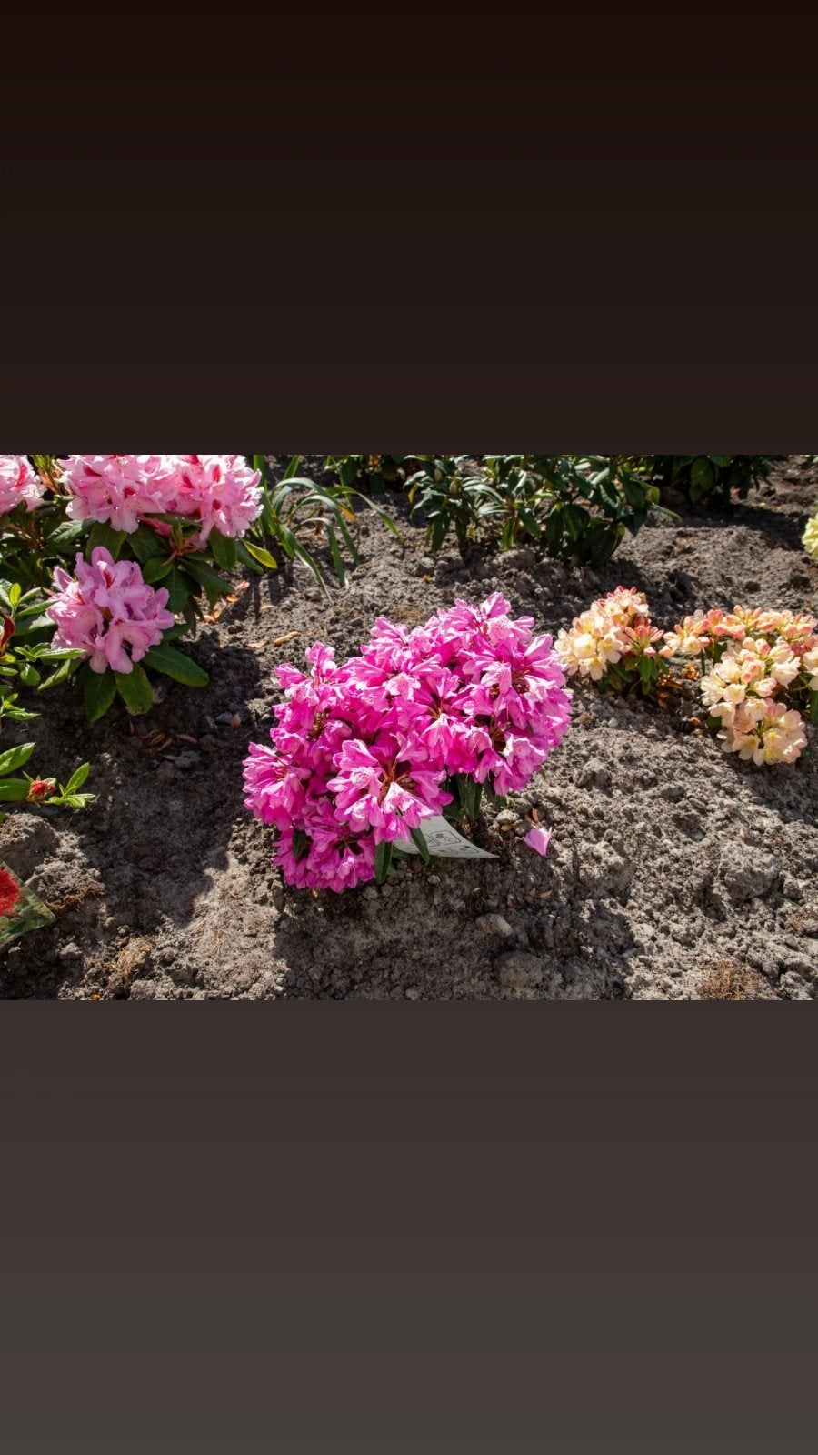 Gezocht diverse kleuren rhododendrons, Tuin en Terras, Overige soorten, Vaste plant, Ophalen of Verzenden, Halfschaduw