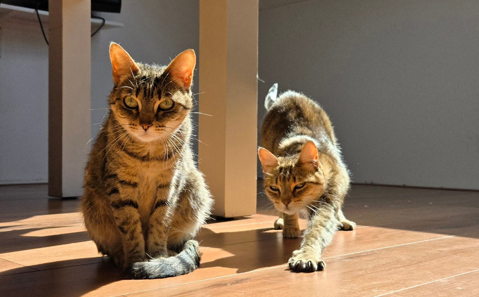 2 lieve poezen zoeken een nieuw thuis!, Dieren en Toebehoren, Poes, Kortharig, 6 jaar of ouder