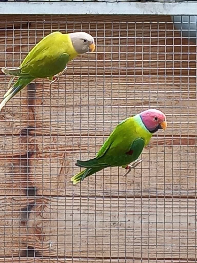 Koppel pruimekoppen, Meerdere dieren, Parkiet