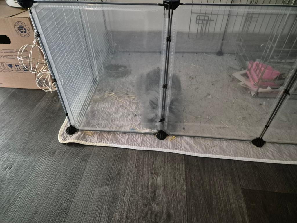 Gratis teddy dwerg konijntje huisje gezocht zie omschrijving, Geslacht onbekend, 0 tot 2 jaar