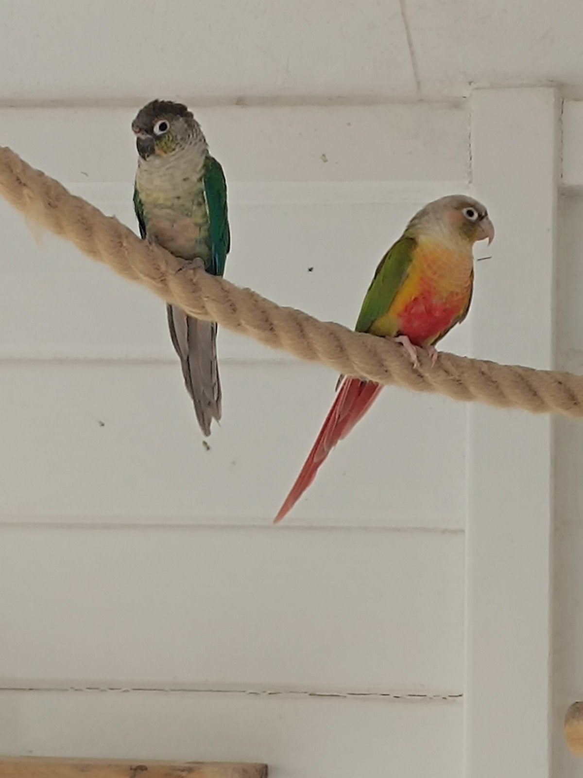 pyrrhura koppel, Meerdere dieren