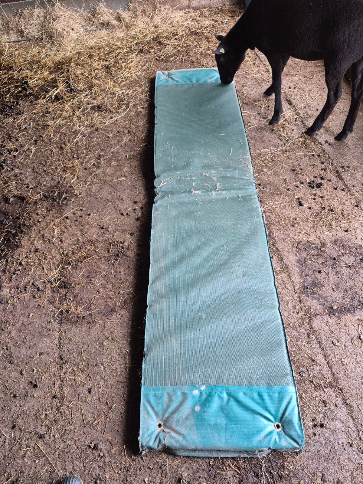 Schapen hoefmat / grote desinfectiemat, Dieren en Toebehoren, Meerdere dieren, Schaap