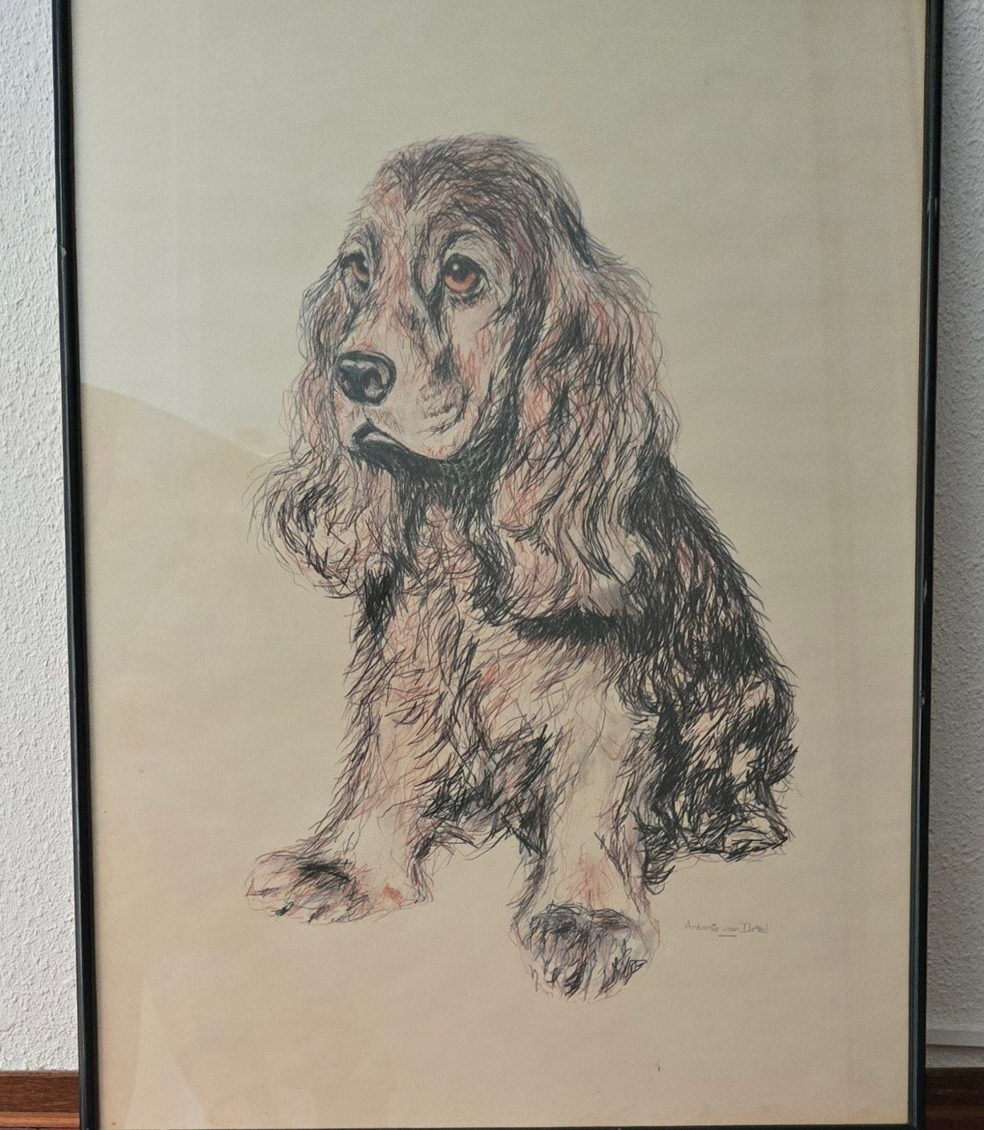 Cocker spaniel, Ophalen of Verzenden