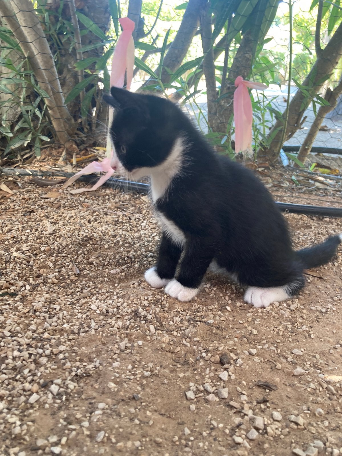 Kitten / 1 poes 4 katers langharig, Meerdere dieren, Langharig, 0 tot 2 jaar