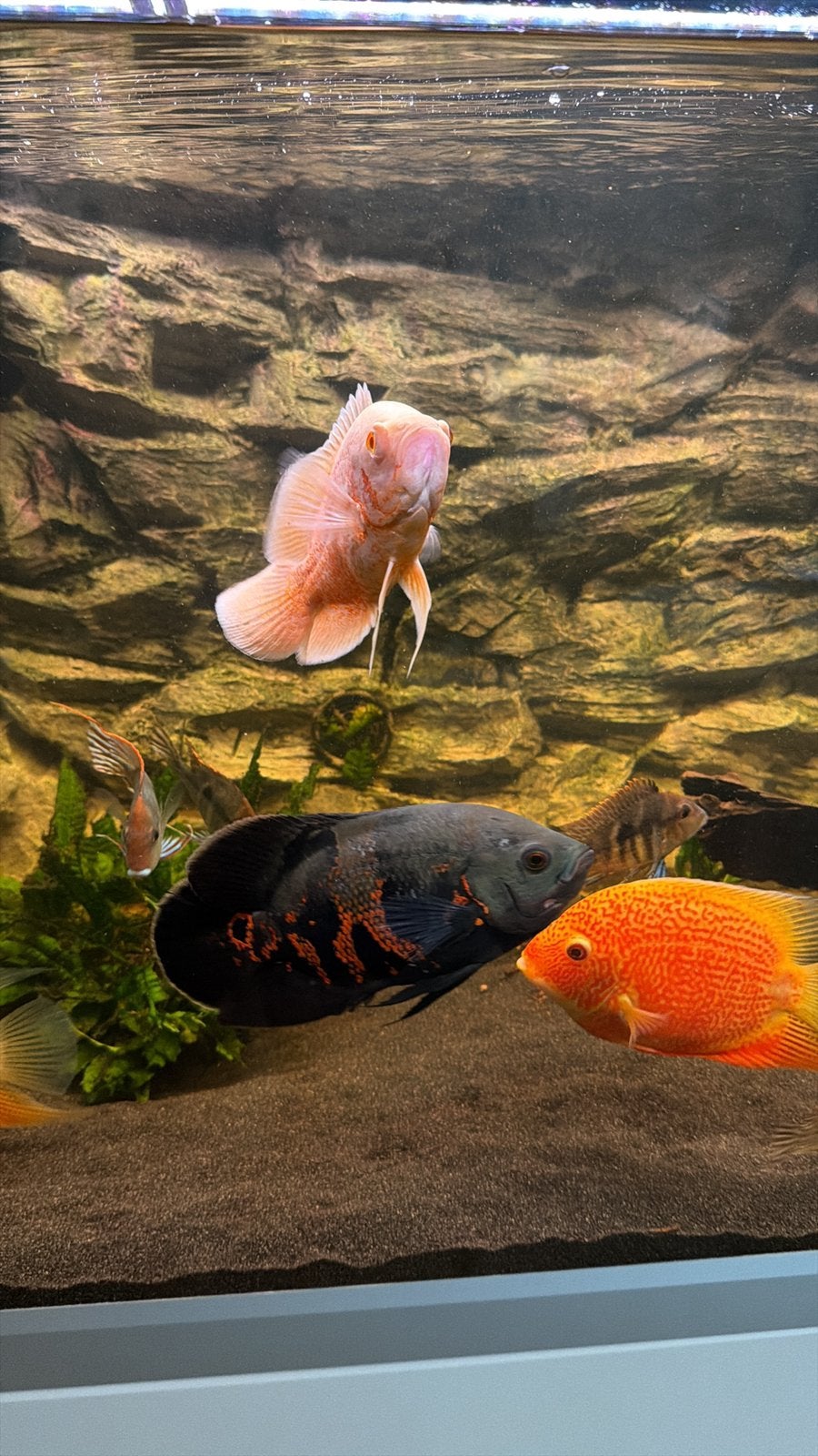 2x Oscar Cichliden, pauwoog, Astronotus ocellatus, Vis