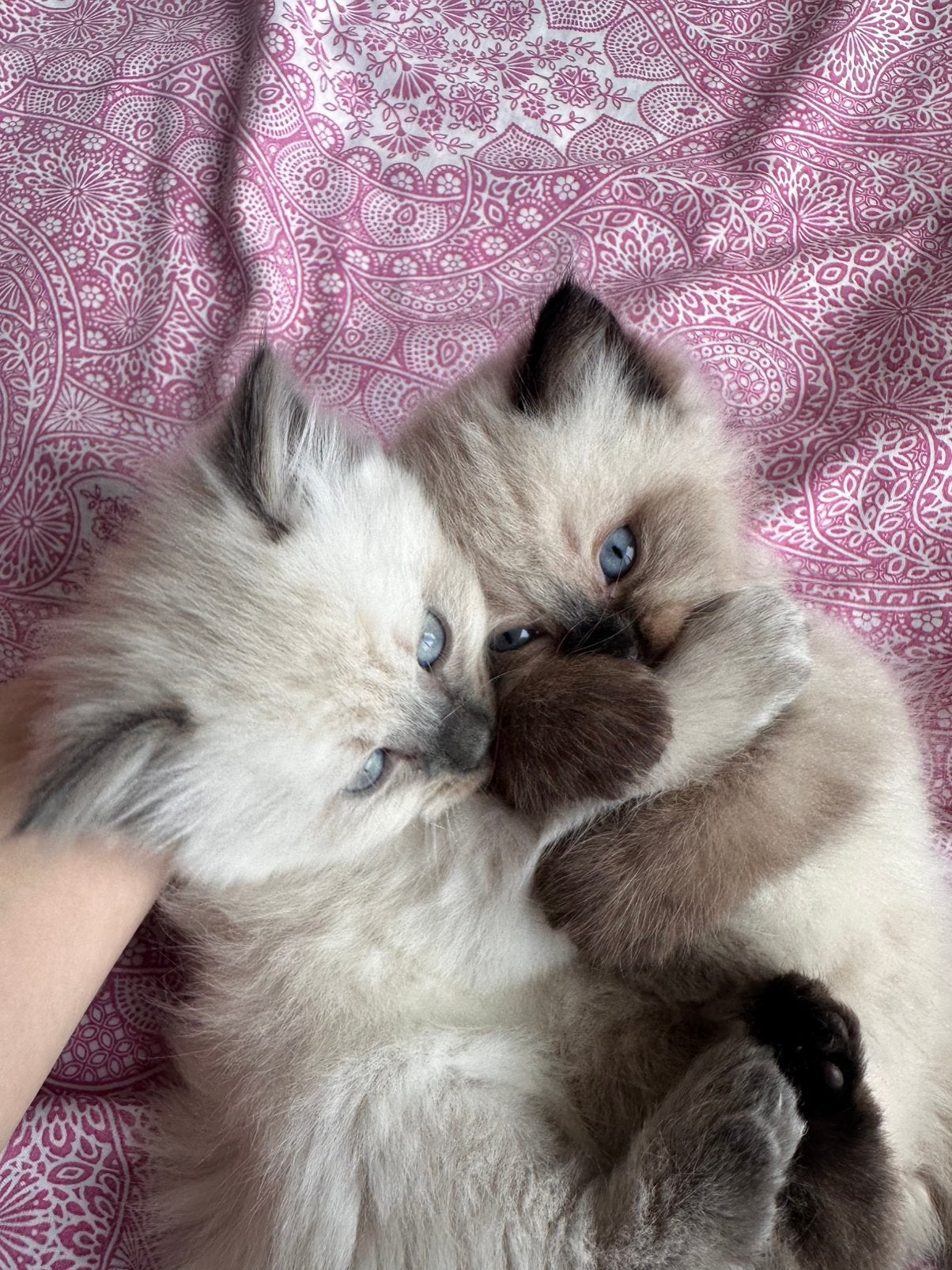 Prachtige Ragdoll x Siberische kittens, Meerdere dieren
