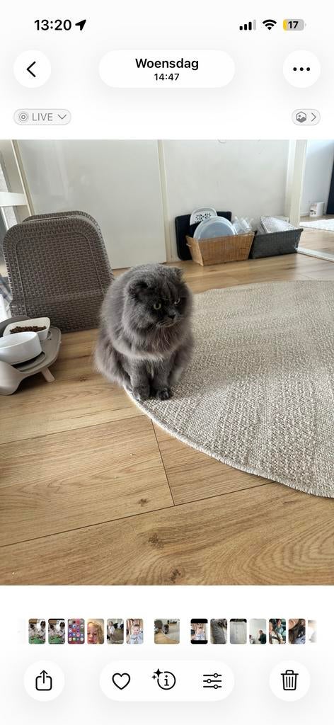Britse langhaar, Poes, Langharig, 3 tot 5 jaar