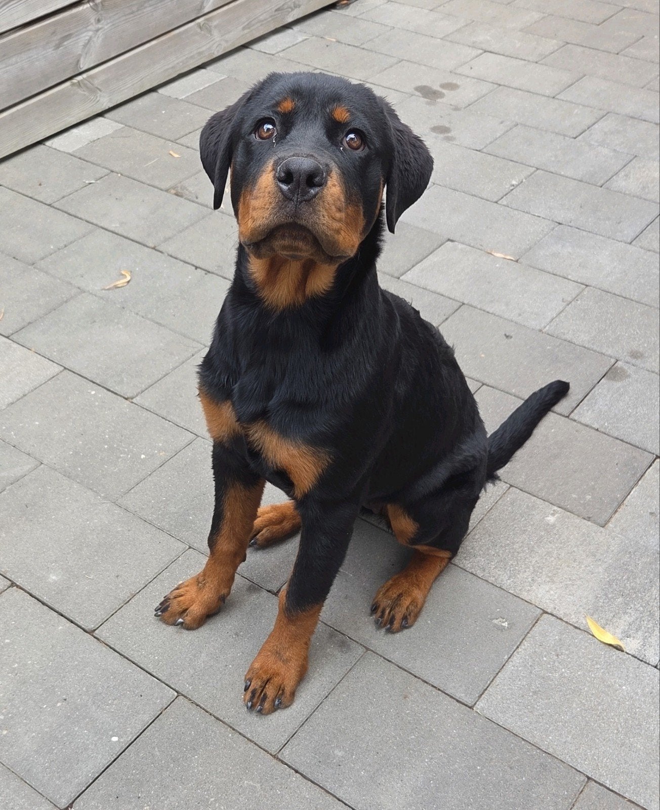 Rotweiler teef, 15 weken tot 1 jaar, Teef, Eén hond, Nederland