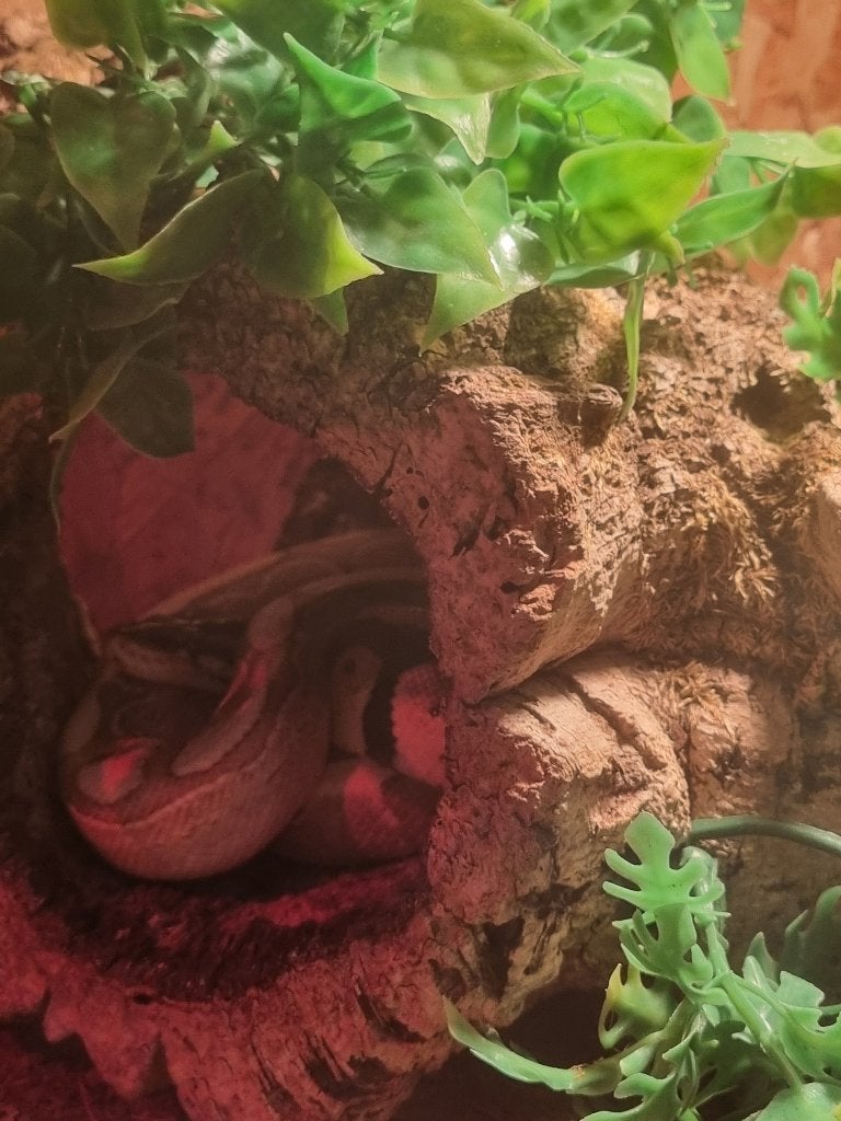2 Koningspythons Ball Python photo 2
