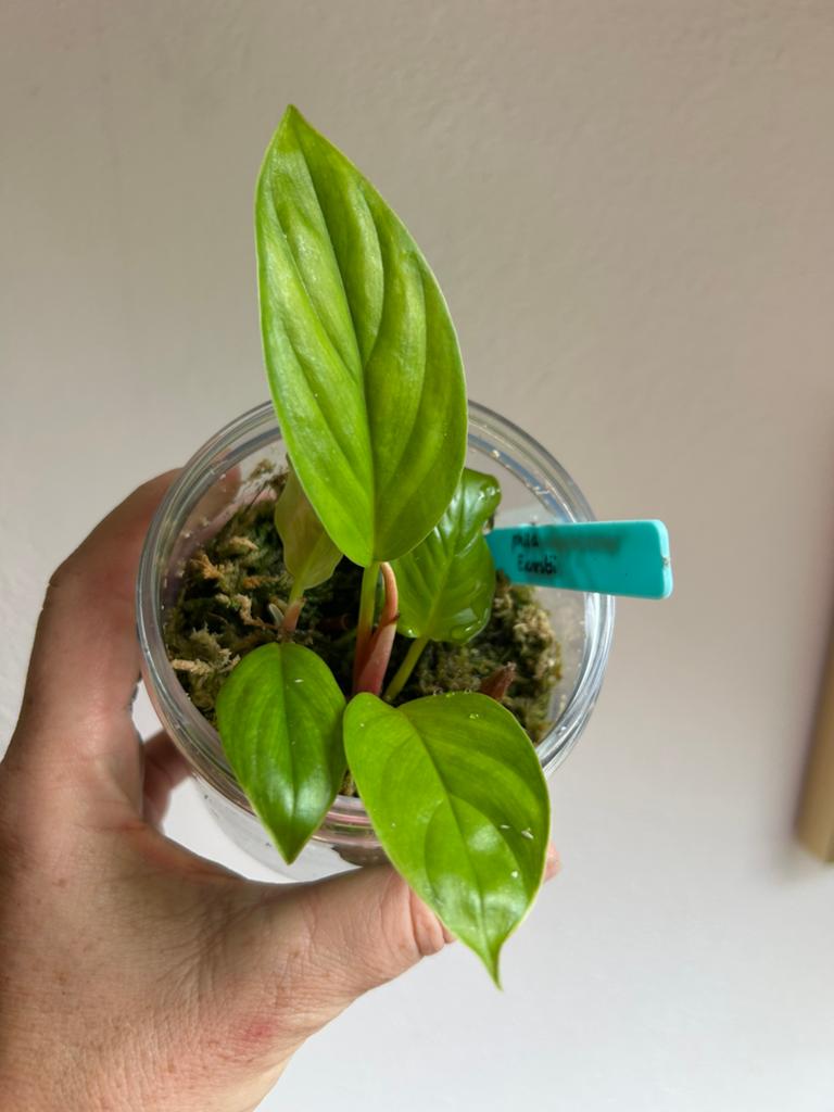 Philodendron ernestii, 2 plantjes uit wetsticks zie adv., Huis en Inrichting, Kamerplanten, Ophalen of Verzenden, Halfschaduw