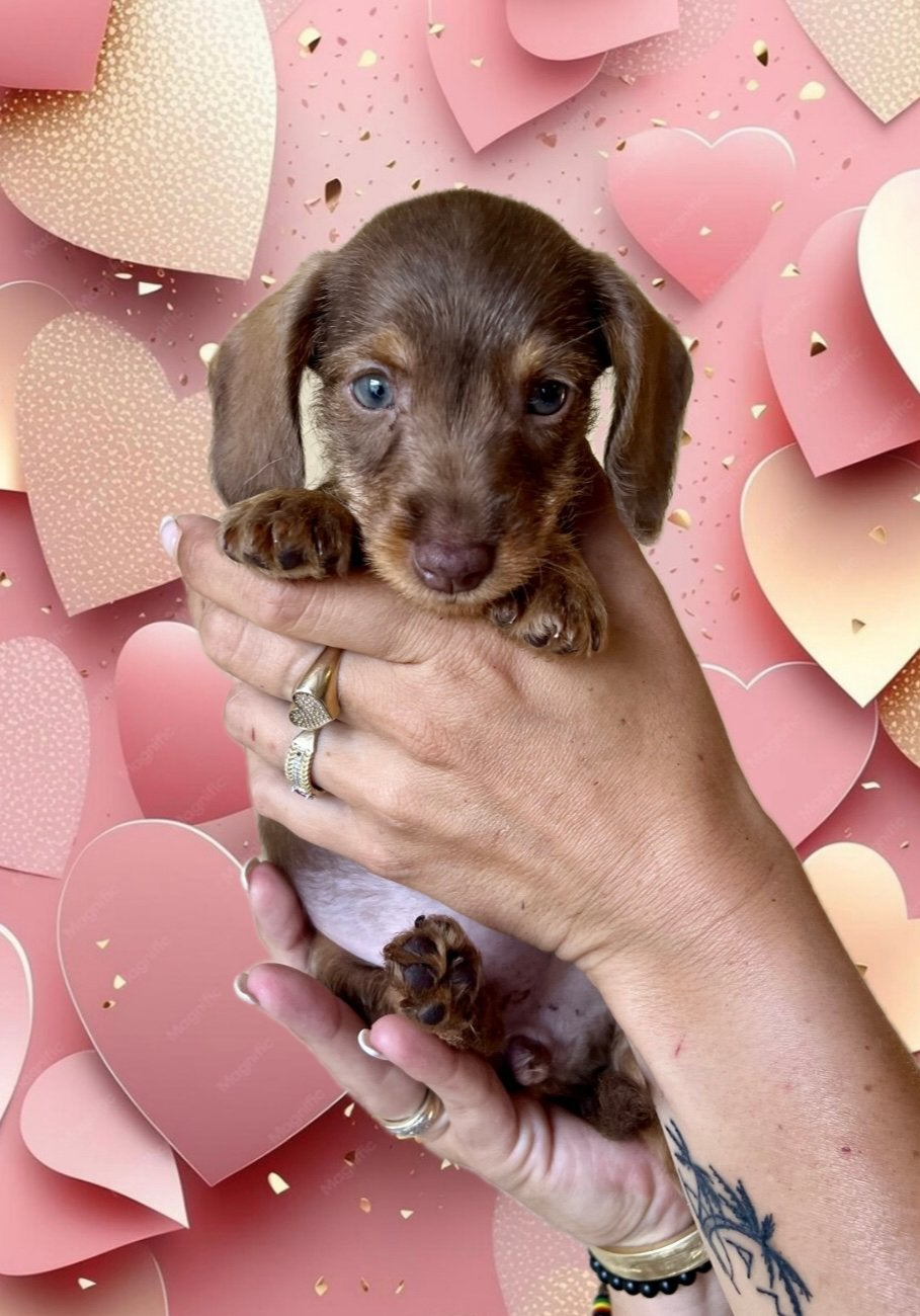 🐶 dwergteckel dwerg teckel pups mogen verhuizen 💛🧡💜💚, Parvo, 8 tot 15 weken, Korthaar, Dwerg