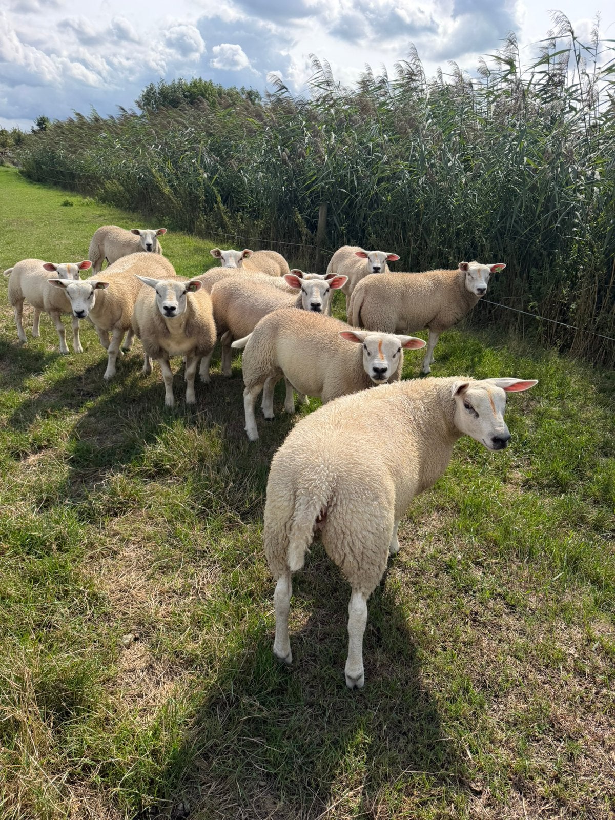Engelse Texelaar ooi lammeren te koop, Dieren en Toebehoren, Schapen, Geiten en Varkens, Vrouwelijk, Schaap, 0 tot 2 jaar