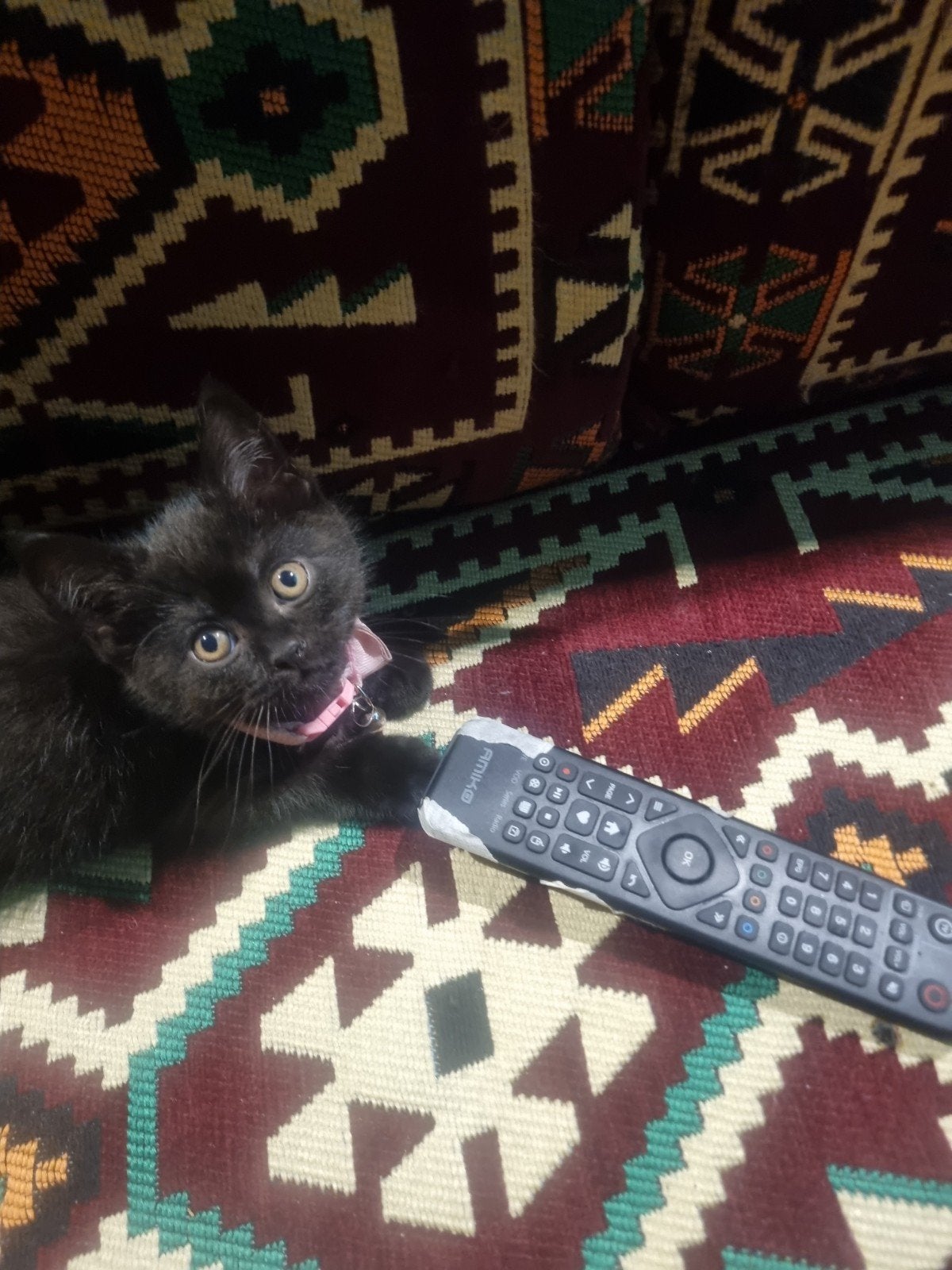 Kitten, Poes, Ontwormd