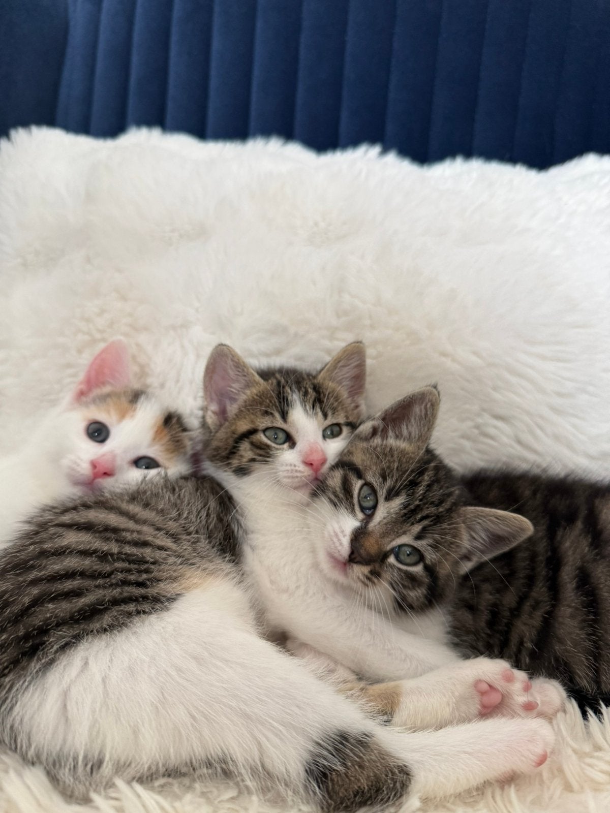 Europeese korthaar kittens, Dieren en Toebehoren, Katten en Kittens | Overige Katten, Kortharig, Poes, 0 tot 2 jaar