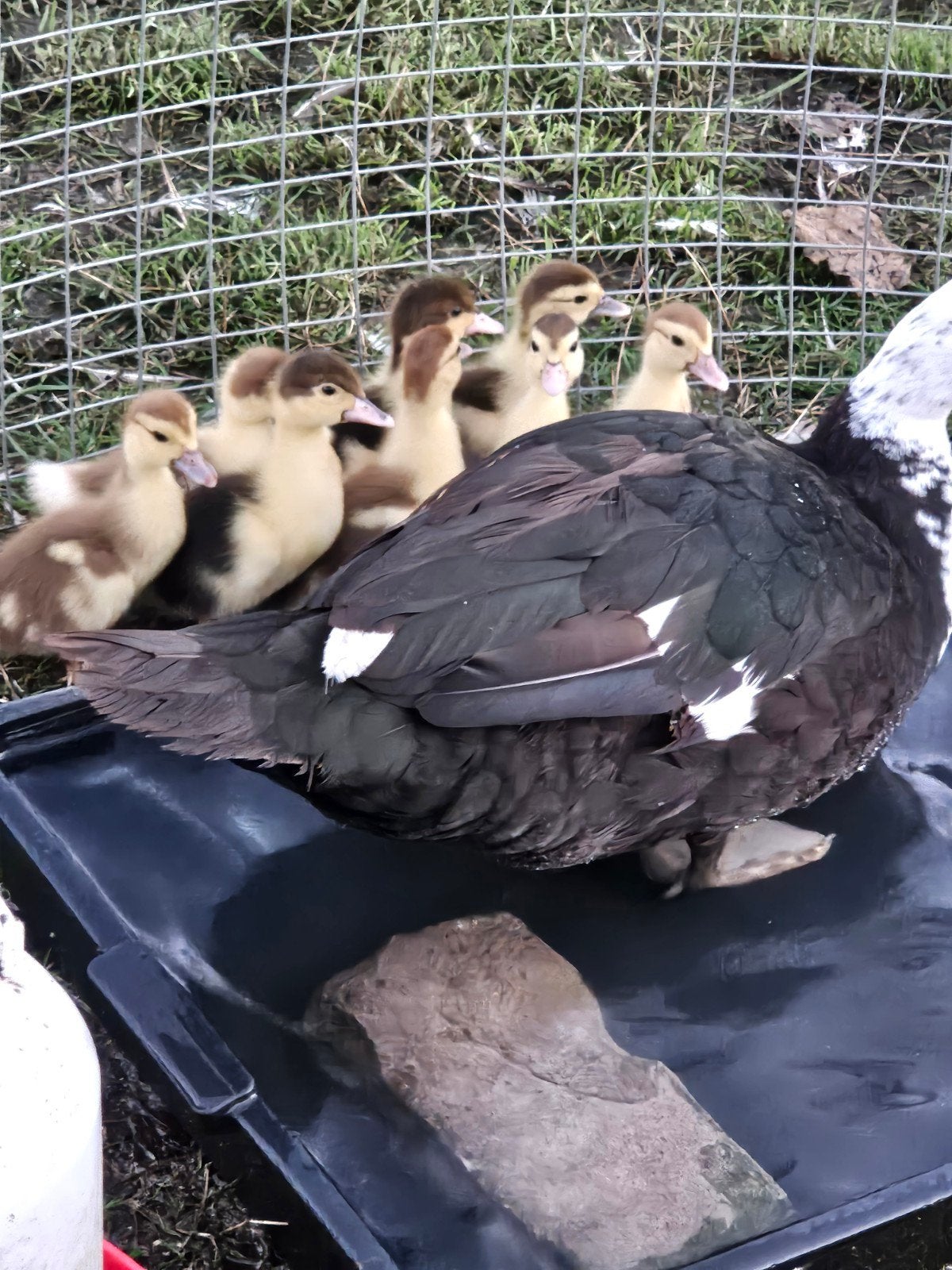Muskuseenden Barberieeenden, Dieren en Toebehoren, Meerdere dieren, Eend