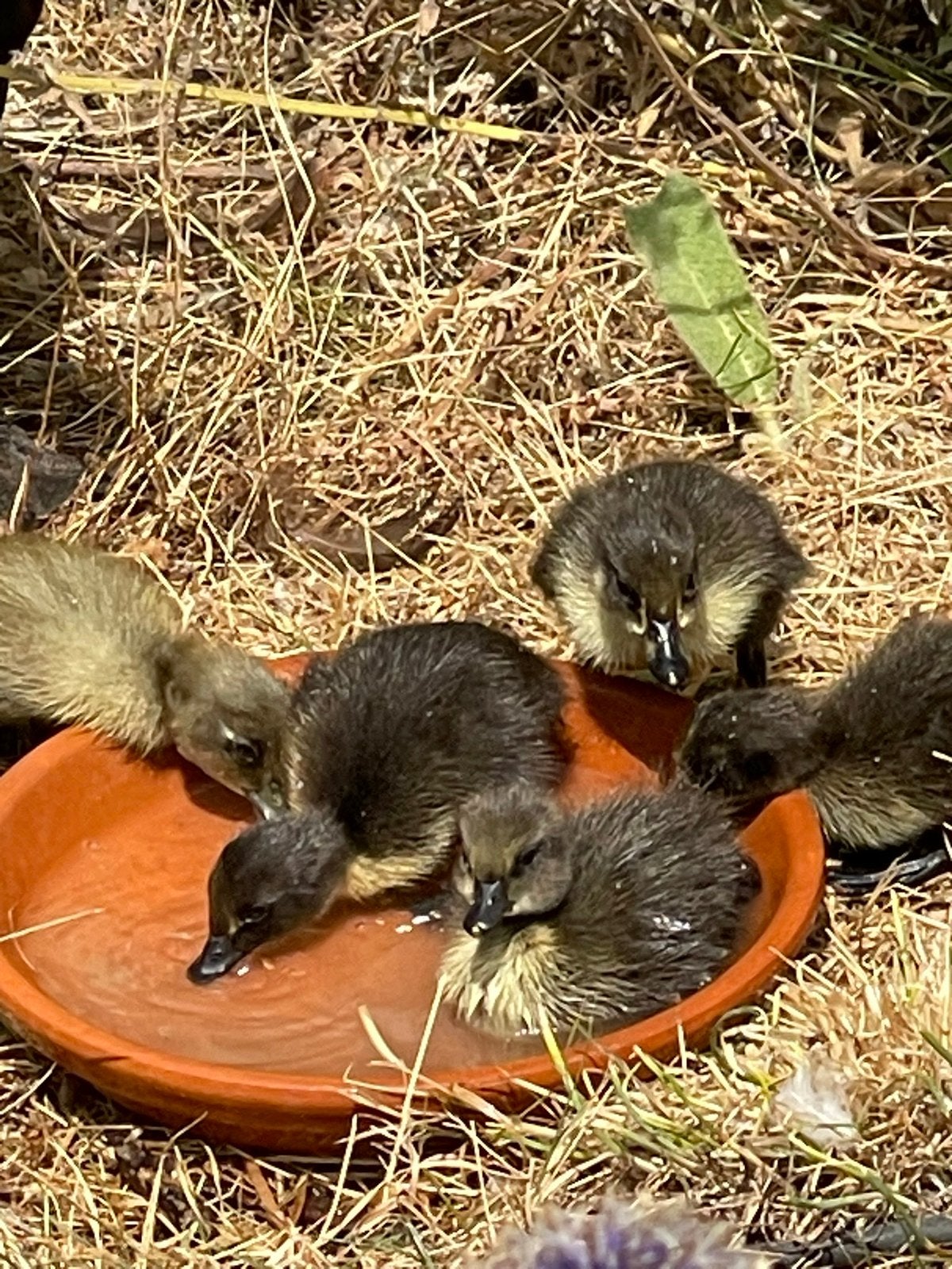 2 zwarte Loopeendjes / loopeenden / pulletjes, Meerdere dieren, Eend