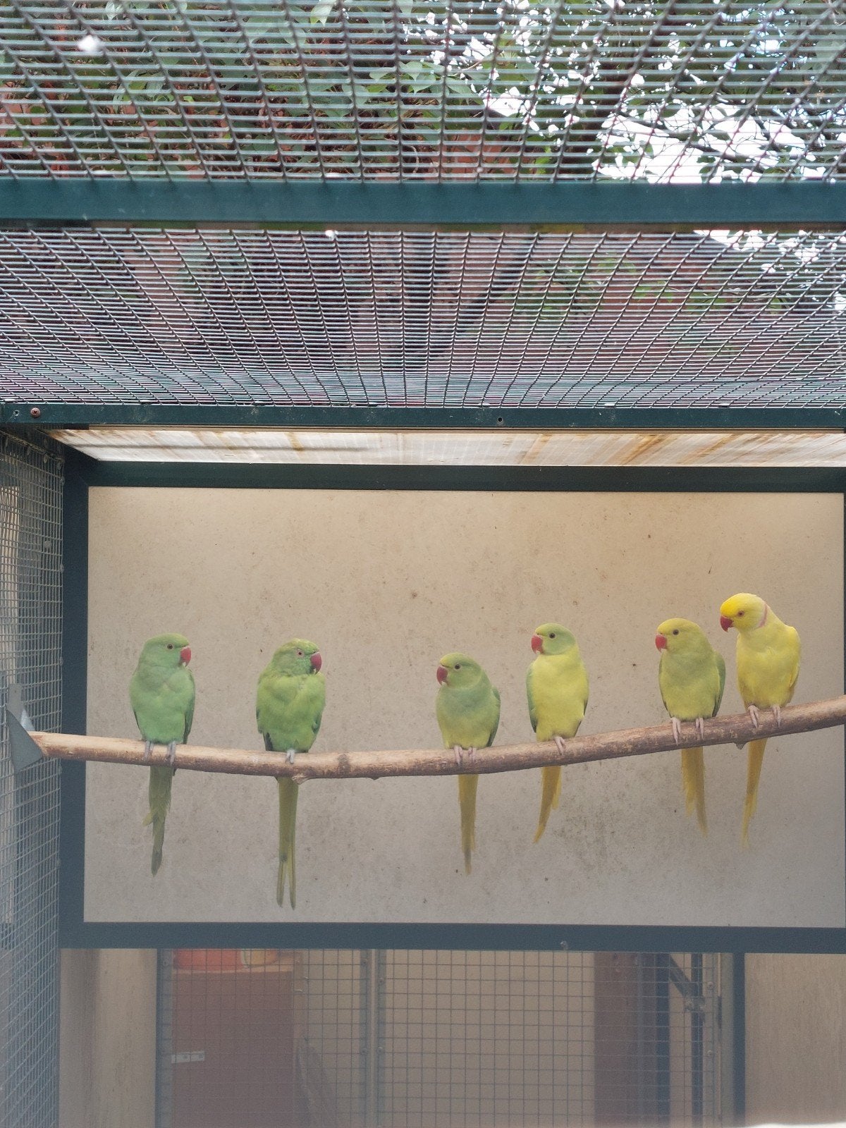 Te koop kweekkoppel halsbandparkieten., Meerdere dieren, Parkiet, Geringd