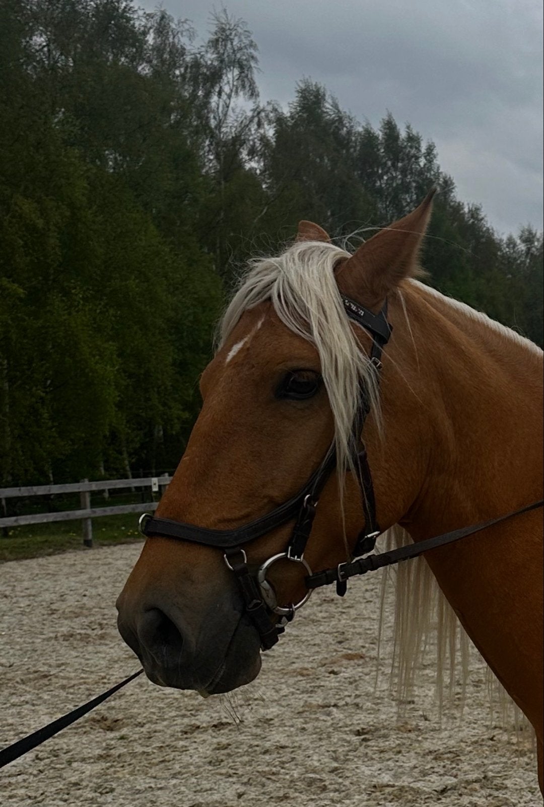 Mooi anatomisch hoofdstel maat cob (bruin), Dieren en Toebehoren, Anatomisch gevormd, Bruin, Ophalen of Verzenden, Cob