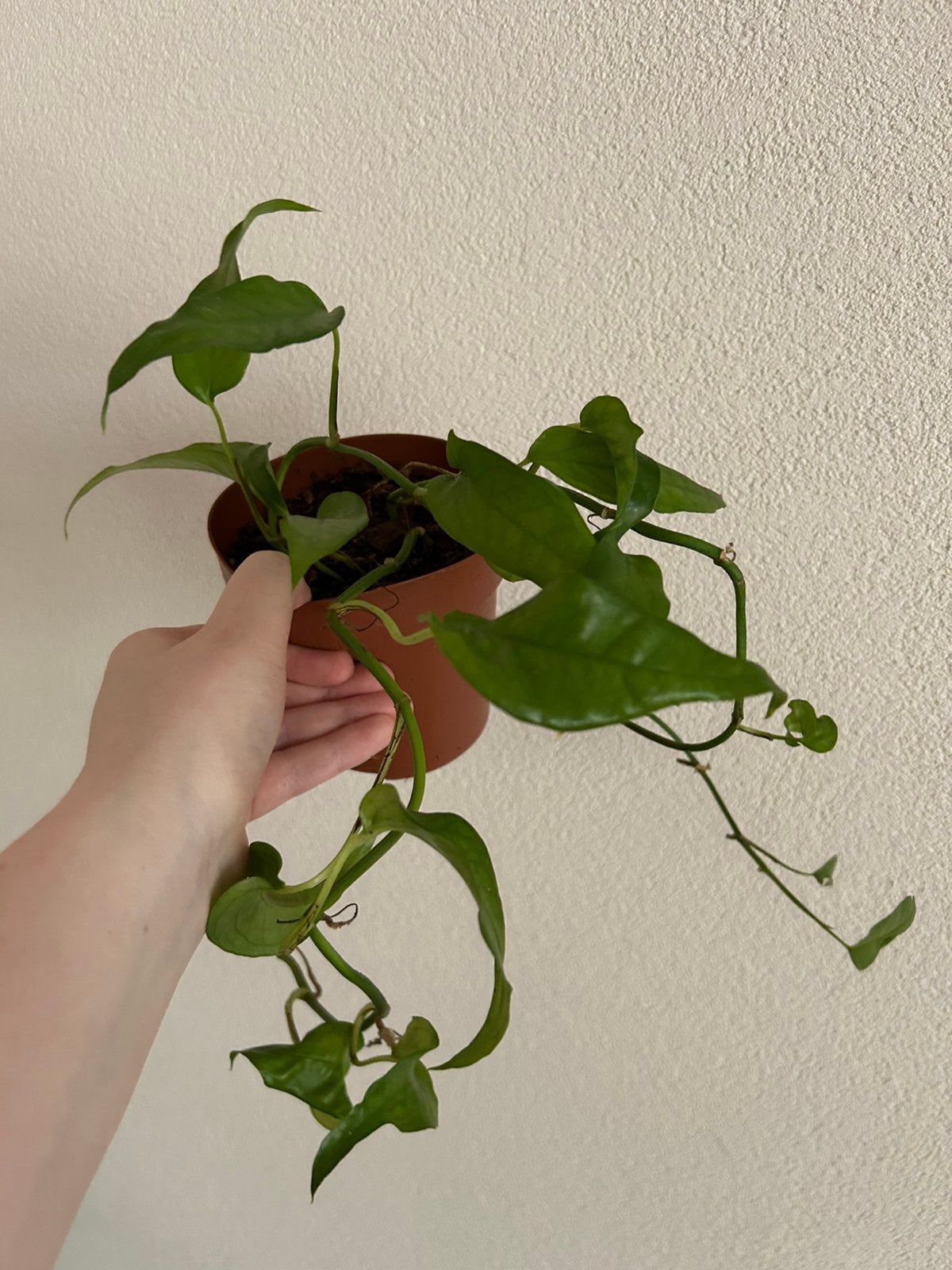 Epiprenum pinnatum skeleton key, Huis en Inrichting, Kamerplanten, Ophalen, Overige soorten, In pot, Minder dan 100 cm
