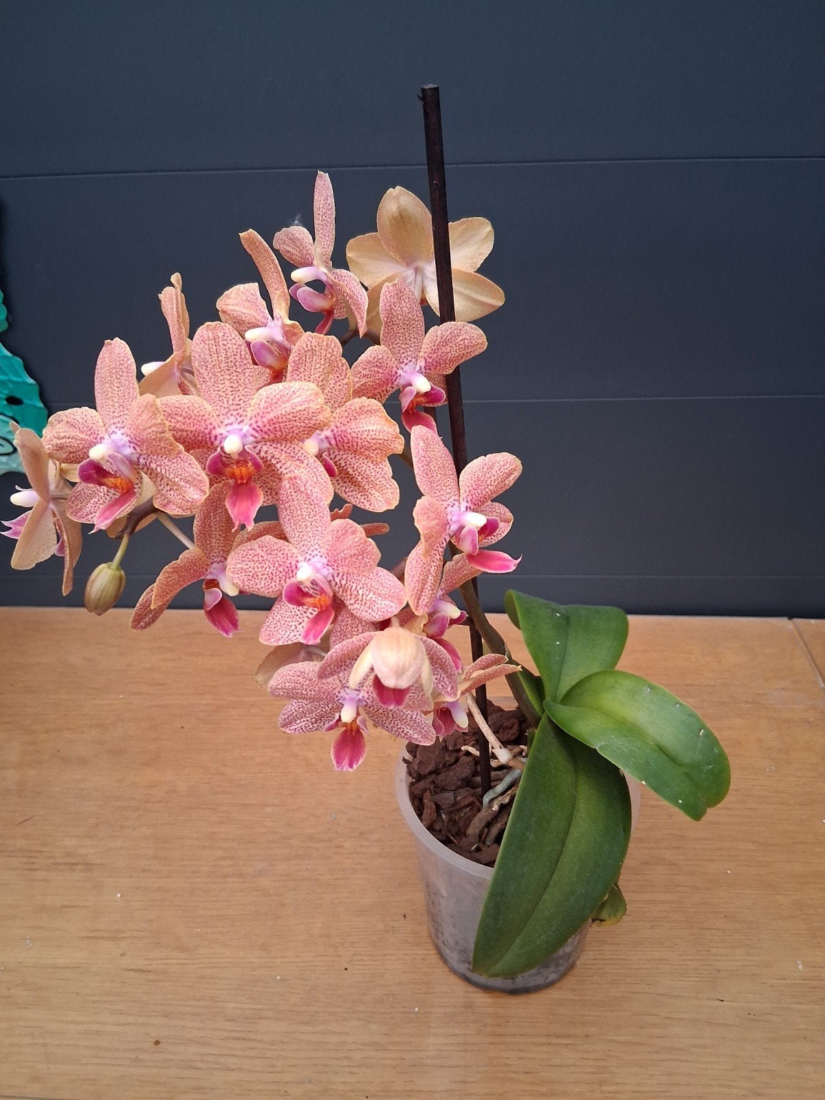 Prachtige bloeiende orchidee in pot, Ophalen, Overige soorten, Halfschaduw, In pot