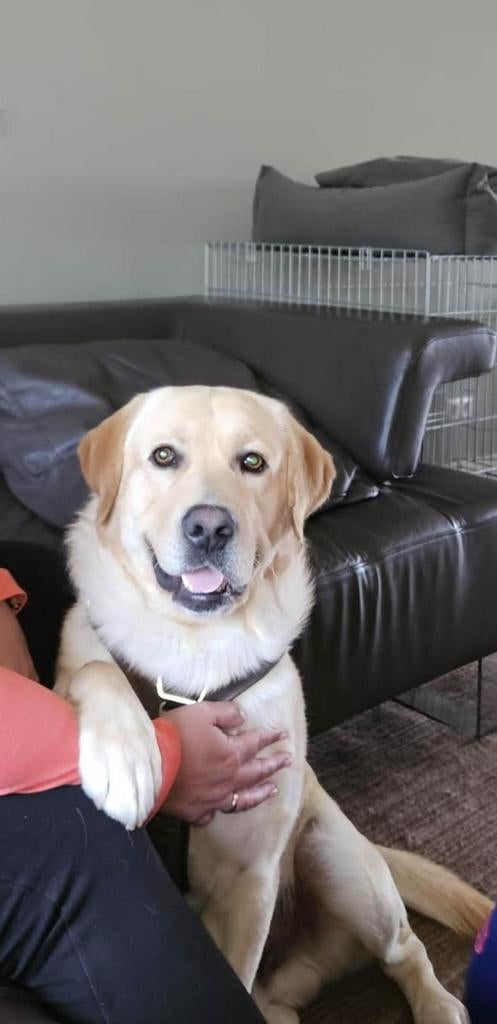 Ter adoptie Luuk, Dieren en Toebehoren, Parvo, Reu, 1 tot 2 jaar, Labrador retriever