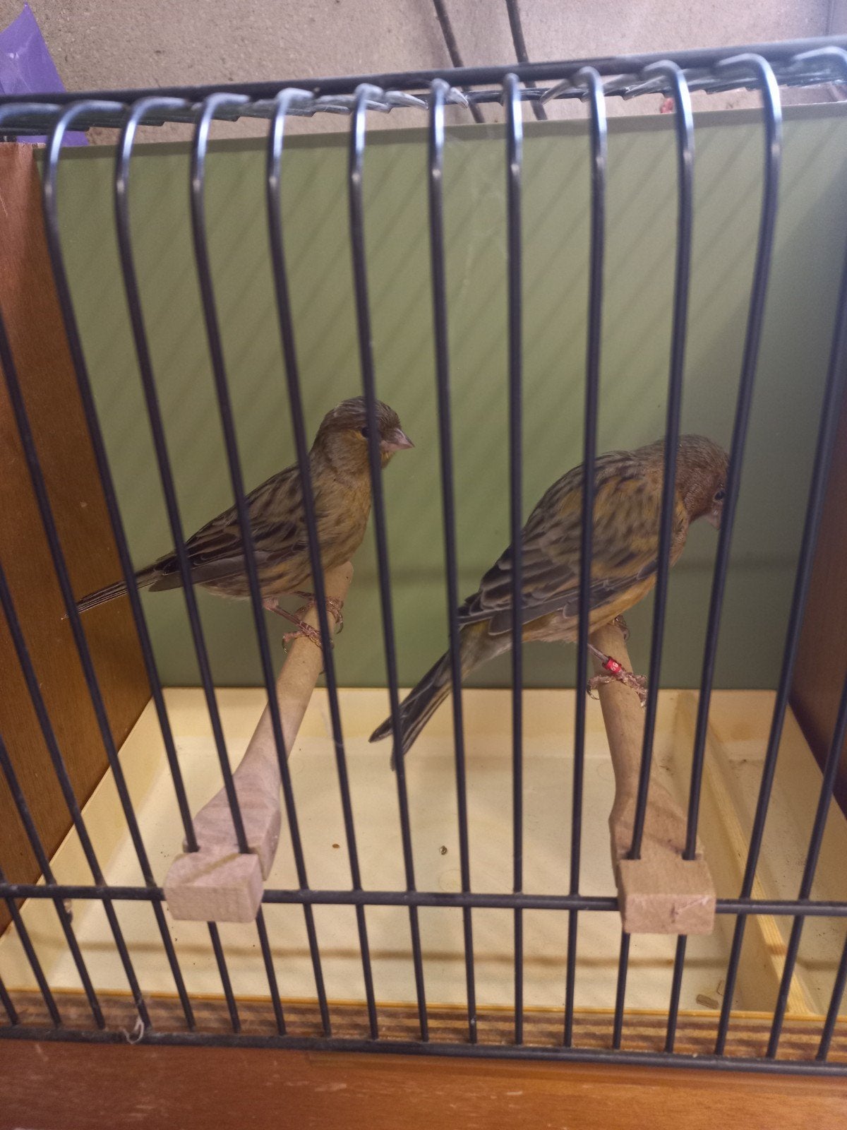 2 koppels mooie kanaries, Dieren en Toebehoren, Vogels | Kanaries, Meerdere dieren, Kleurkanarie