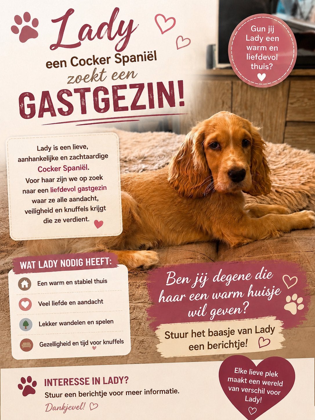Gezocht Gastgezin, Dieren en Toebehoren, Honden | Retrievers, Spaniëls en Waterhonden, CDV (hondenziekte), 8 tot 15 weken, Teef