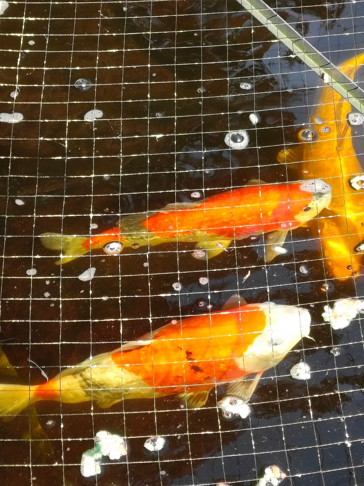 Prachtige collectie (17st.). Koi karpers – diverse soorten, Dieren en Toebehoren, Vissen | Vijvervissen, Karper of Koi