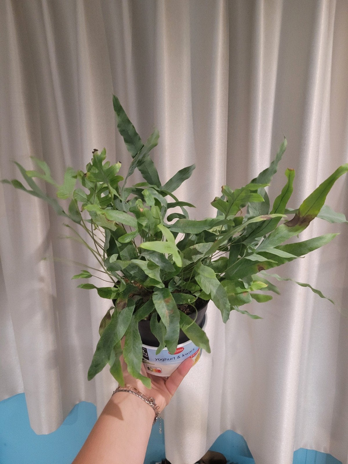 zilvervaren, bostons fern en marantha 'lemon lime' te koop, Ophalen, Overige soorten, Halfschaduw, In pot