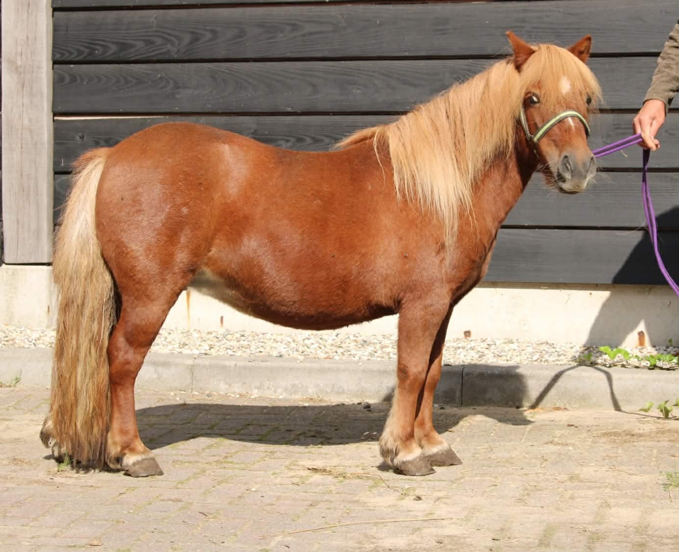 Te koop twee super leuke en lieve kinder shetlander pony's, Dieren en Toebehoren, Meerdere dieren, A pony (tot 1.17m), Met stamboom