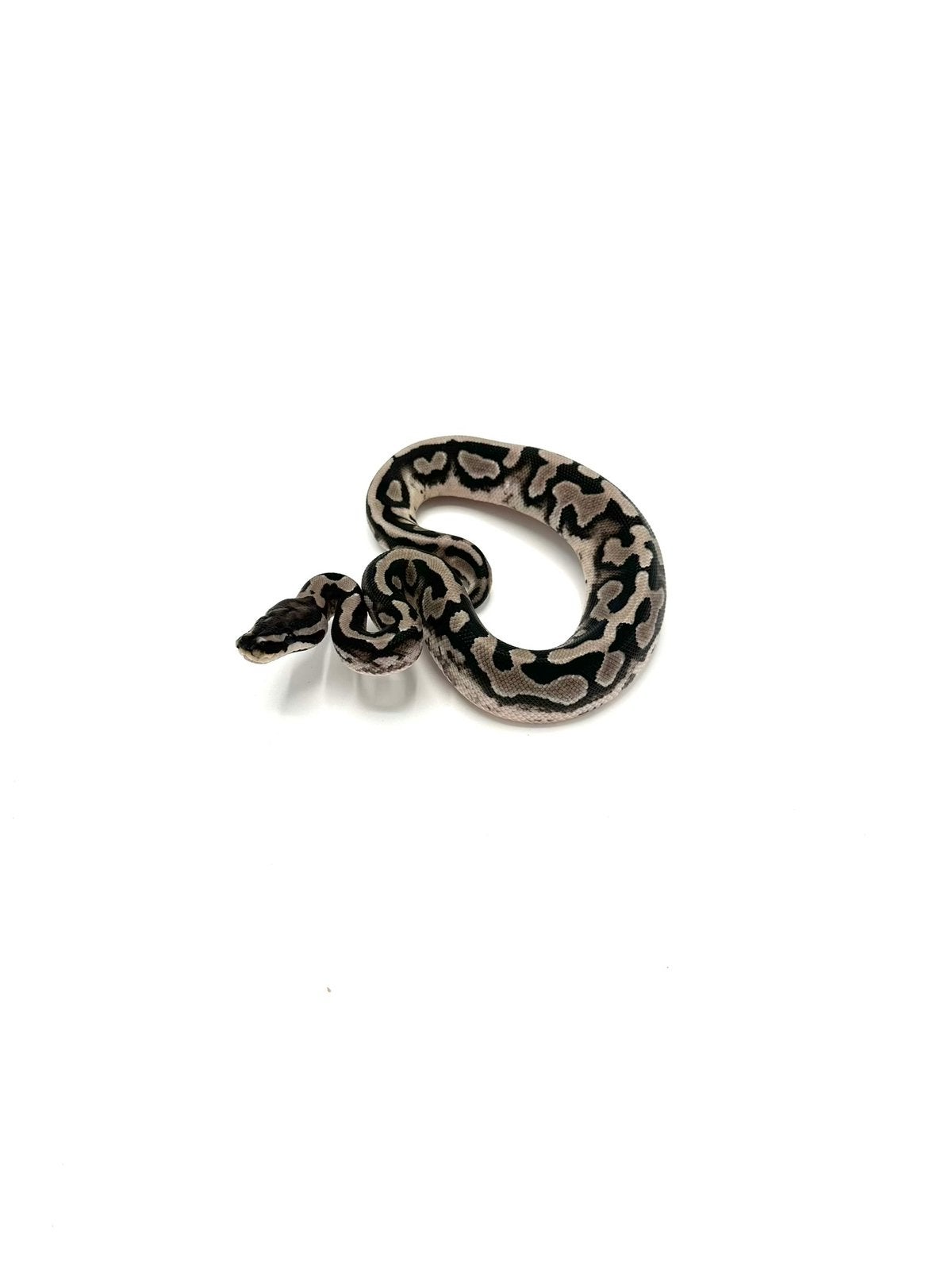 Diverse Python regius - koningspythons Ball Python photo 20