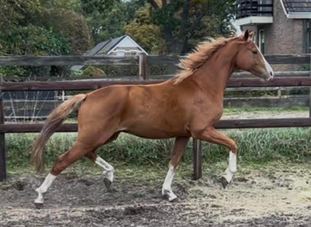 Vos ruin, Dieren en Toebehoren, Paarden, Ruin, 165 tot 170 cm, 3 tot 6 jaar, Springpaard, Met stamboom, Gechipt, Ontwormd