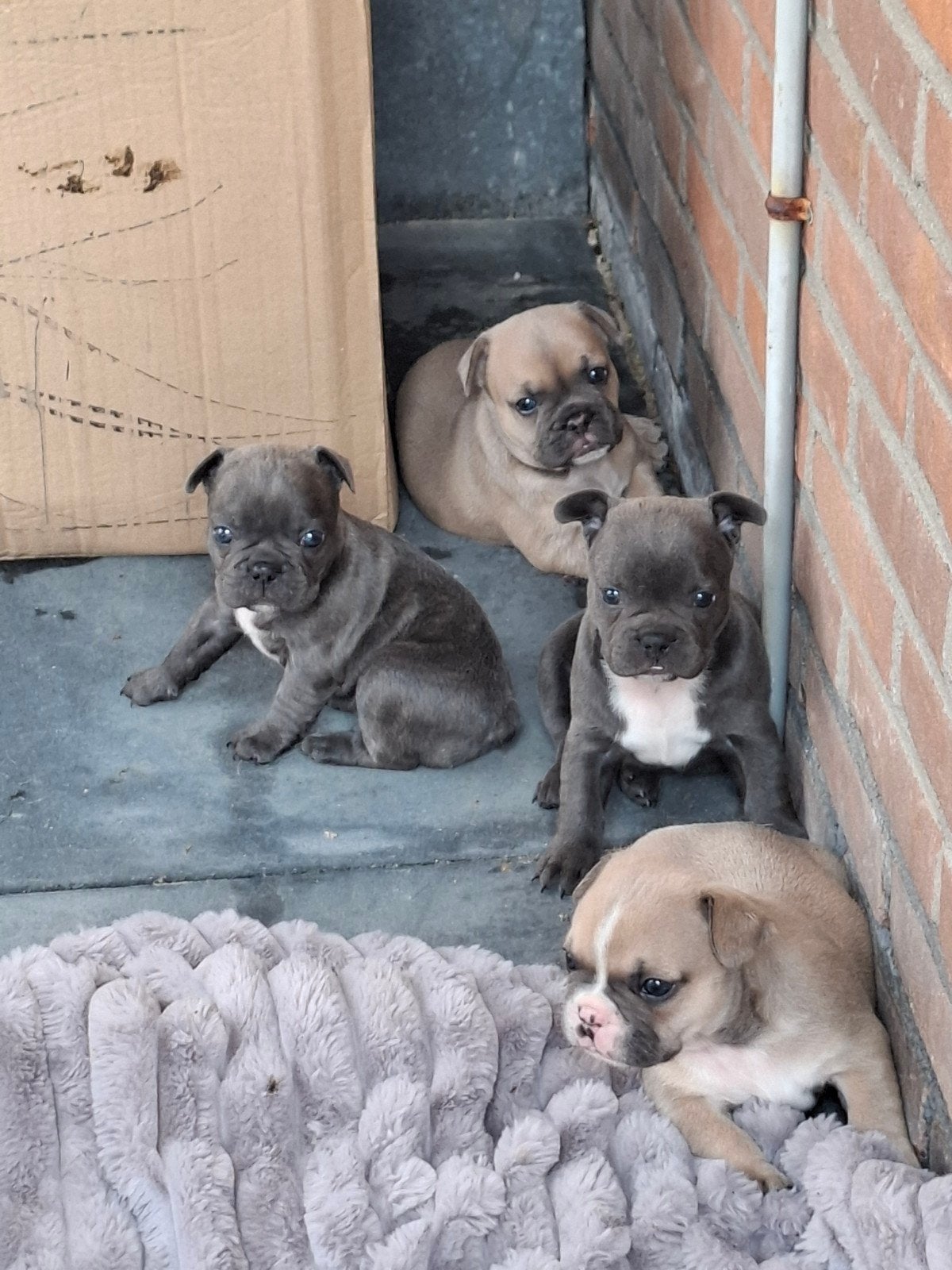 Franse bulldog pups, 8 tot 15 weken, Parvo, Bulldog, Meerdere