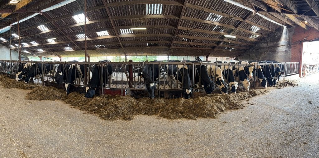 Drachtige vaarzen te koop, Dieren en Toebehoren, Vrouwelijk, 0 tot 2 jaar