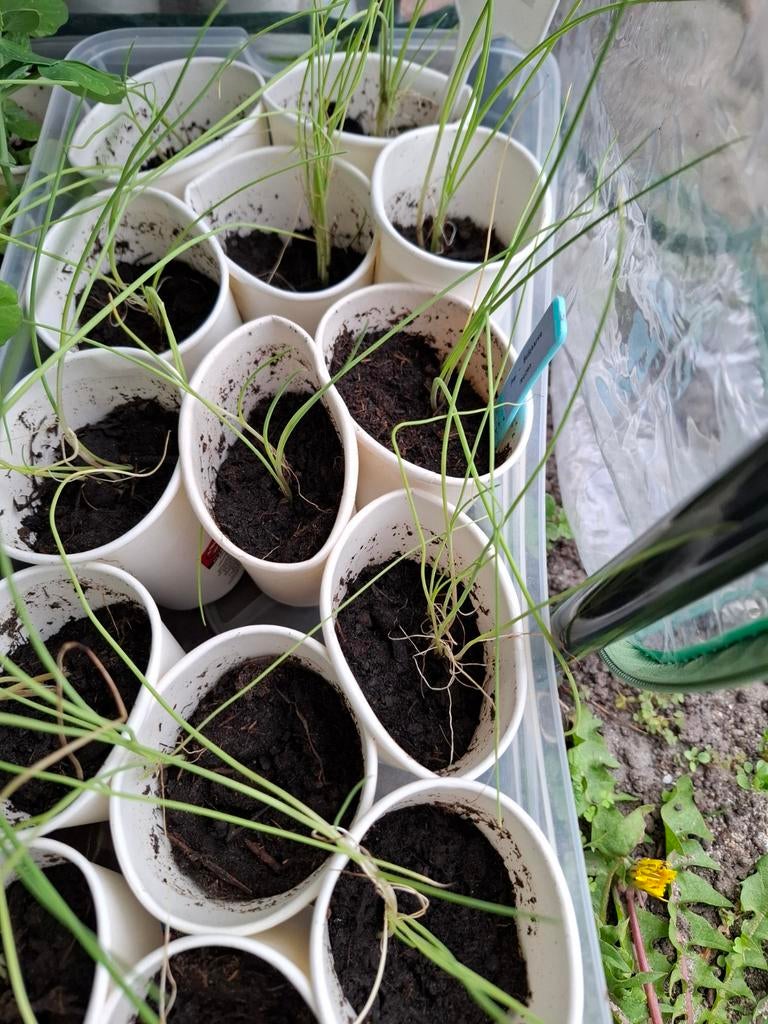 Moestuinplantjes prei - Bulgaarse reuzen, Ophalen of Verzenden, Eenjarig, Groenteplanten, Volle zon