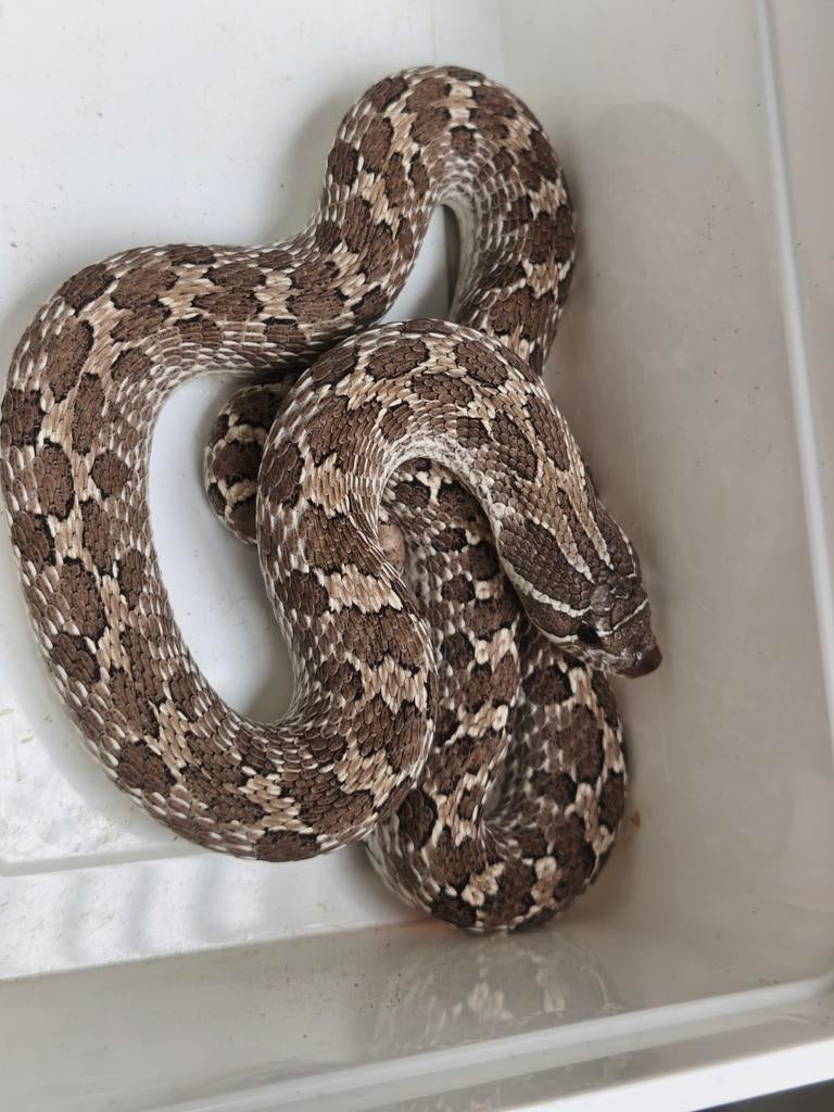 Heterodon Nasicus - Hognose Snake Hognose Snake - female for sale from mark